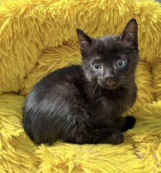 Domestic Short Hair Cats Available for Adoption in Sainte-martine, Quebec - Kuro | PetCurious