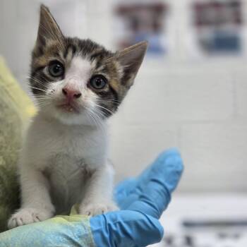 Dutch Bro -  Domestic Short Hair Cat for Adoption in Incline Village, Nevada - Dutch Bro | PetCurious