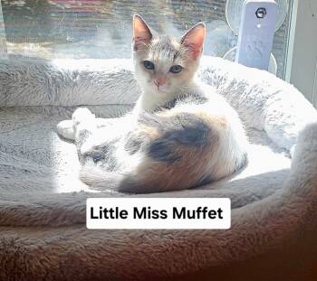 Rescue Domestic Short Hair Cats for Adoption in Windsor, Connecticut - 2025-161 Little Miss Muffet | PetCurious