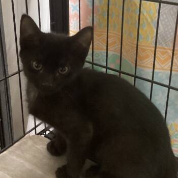 Rescue Domestic Short Hair Cats for Adoption in Montgomery, Alabama - Binx | PetCurious