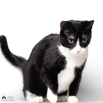 Domestic Short Hair Cats Available for Adoption in Tallahassee, Florida - Luna @ Fat Cat Cafe | PetCurious