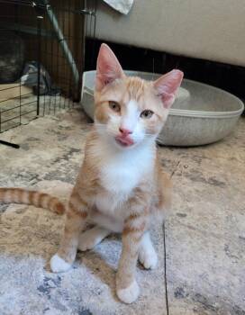 Rescue Domestic Short Hair and Tabby Cats for Adoption in San Jose, California - Cheddar | PetCurious