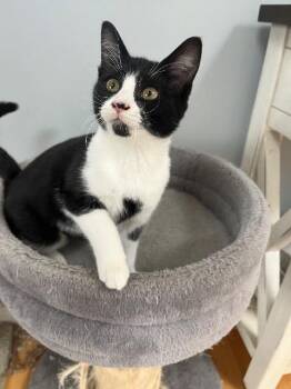 Rescue Domestic Short Hair Cats for Adoption in Pawtucket, Rhode Island - Cleopatra | PetCurious