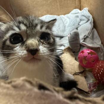 Luna FKA Pencil noodle -  Domestic Short Hair Cat for Adoption in Philadelphia, Pennsylvania - Luna FKA Pencil Noodle | PetCurious