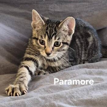Paramore -  Domestic Short Hair Cat for Adoption in Matteson, Illinois - Paramore | PetCurious
