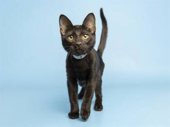THUNDER MUFFIN -  Domestic Short Hair Cat for Adoption in Phoenix, Arizona - THUNDER MUFFIN | PetCurious