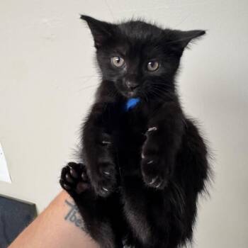Toaster -  Domestic Short Hair Cat for Adoption in Columbiana, Alabama - Toaster | PetCurious