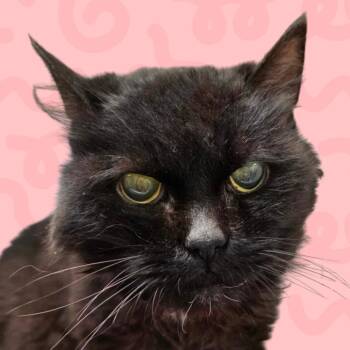 Rumble -  Domestic Medium Hair Cat for Adoption in Reno, Nevada - Rumble | PetCurious