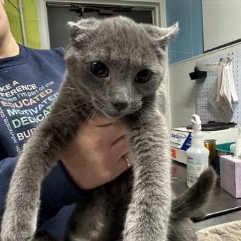 Domestic Short Hair Cats Available for Adoption - Plow | PetCurious