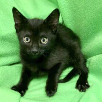 Lamb Chop -  Domestic Short Hair Cat for Adoption in Green Valley, Arizona - Lamb Chop | PetCurious