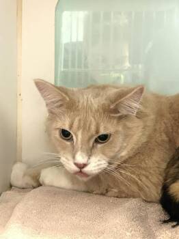 Caramel -  Domestic Short Hair Cat for Adoption in Muskegon, Michigan - Caramel | PetCurious