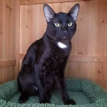 Rescue Domestic Short Hair Cats for Adoption in Redlands, California - Yamato | PetCurious