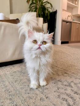 Chloe -  Persian Cat for Adoption in Sunrise, Florida - Chloe | PetCurious