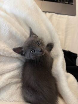 Rescue Domestic Short Hair Cats for Adoption in Davis, California - Frog | PetCurious