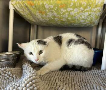 Domestic Short Hair Cats Available for Adoption - Anna | PetCurious