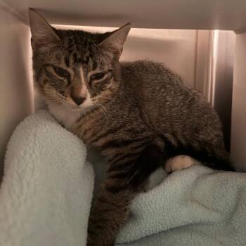 Wind is at Petsmart GJ -  Domestic Medium Hair Cat for Adoption in Cedaredge, Colorado - Wind Is At Petsmart GJ | PetCurious