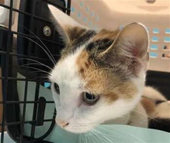 Domestic Short Hair Cats Available for Adoption in Houston, Texas - MUNEQUA | PetCurious