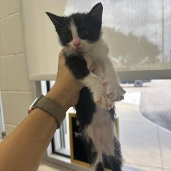 Sprite -  Domestic Short Hair Cat for Adoption in Corpus Christi, Texas - Sprite | PetCurious