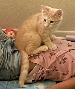 Rescue Tabby Cats for Adoption in Redlands, California - Goblin | PetCurious