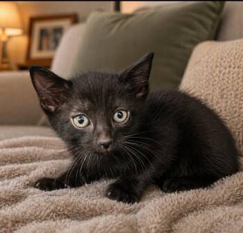 Domestic Short Hair Cats Available for Adoption in Washington Court House, Ohio - Wally | PetCurious
