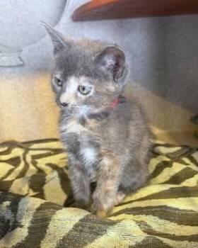 Saturn -  Domestic Short Hair Cat for Adoption - Saturn | PetCurious