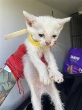 Rescue Domestic Short Hair Cats for Adoption in Houston, Texas - A643654 | PetCurious