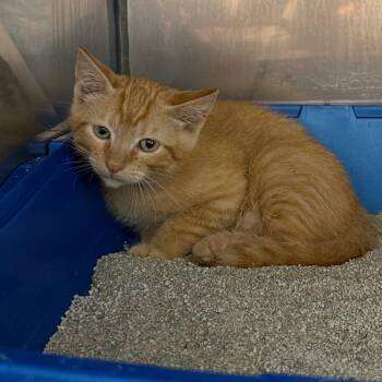 Macho Nacho -  Domestic Short Hair Cat Available for Adoption in Lake Panasoffkee, Florida - Macho Nacho | PetCurious