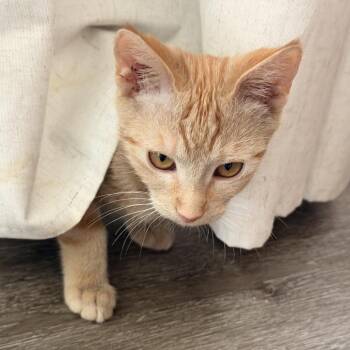 Jax -  Domestic Short Hair Cat for Adoption in Tustin, California - Jax | PetCurious