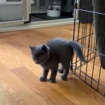 GrayV -  Domestic Short Hair Cat for Adoption in Charlottesville, Virginia - GrayV | PetCurious