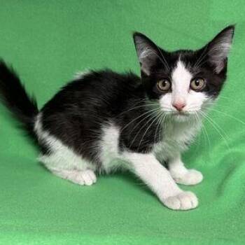 Rachel -  Domestic Medium Hair Cat for Adoption in Benld, Illinois - Rachel | PetCurious