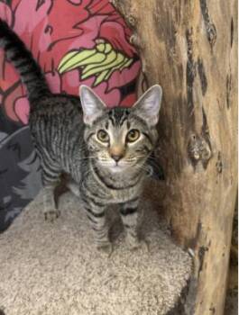 Rescue Domestic Short Hair Cats for Adoption in Chicago, Illinois - Chicky | PetCurious