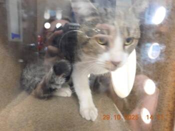 Rescue Domestic Short Hair Cats for Adoption in North Richland Hills, Texas - Meadow | PetCurious