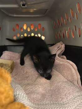 Comet -  Domestic Short Hair Cat for Adoption in Honolulu, Hawaii - Comet | PetCurious
