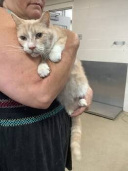 Rescue Domestic Short Hair Cats for Adoption in Fort Worth, Texas - Clint | PetCurious