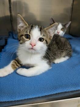 Chance -  Domestic Short Hair Cat for Adoption in Mount Carmel, Illinois - Chance | PetCurious