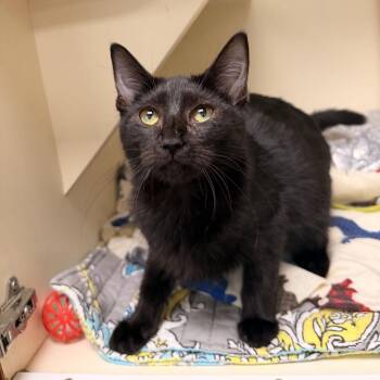 Morticia -  Domestic Short Hair Cat for Adoption in Wilmington, Delaware - Morticia | PetCurious