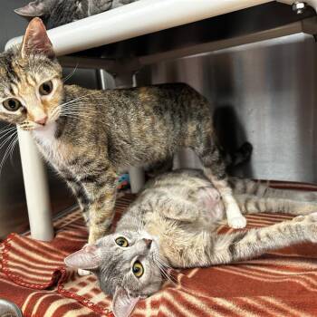 Fantasia -  Domestic Short Hair Cat for Adoption in Evanston, Illinois - Fantasia | PetCurious