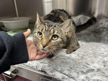 Domestic Short Hair Cats Available for Adoption in Columbia, South Carolina - Esmeralda | PetCurious