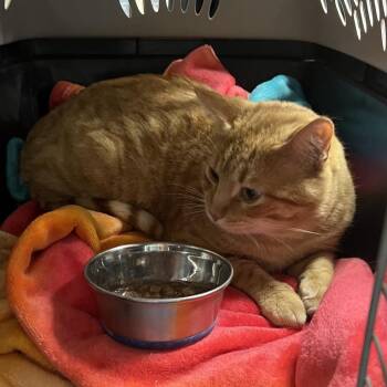Domestic Short Hair Cats Available for Adoption - Dalton | PetCurious