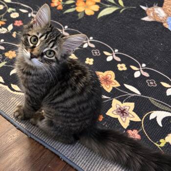 Calamity Jane -  Domestic Medium Hair Cat for Adoption in Richmond, Virginia - Calamity Jane | PetCurious