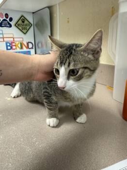 Rescue Domestic Short Hair Cats for Adoption in Salisbury, Maryland - TC | PetCurious