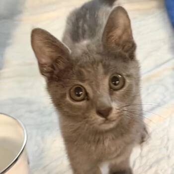 Kiki -  Domestic Short Hair Cat for Adoption in Hernando, Mississippi - Kiki | PetCurious