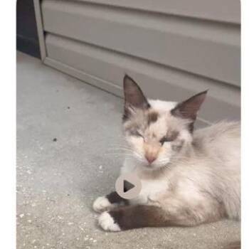 Hash Master -  Siamese Cat for Adoption in Freeport, Florida - Hash Master | PetCurious