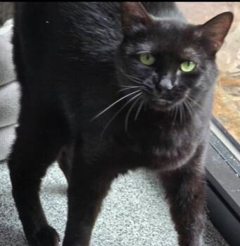 NINJA (NIKITA) -  Domestic Short Hair Cat for Adoption in Muskegon, Michigan - NINJA (NIKITA) | PetCurious