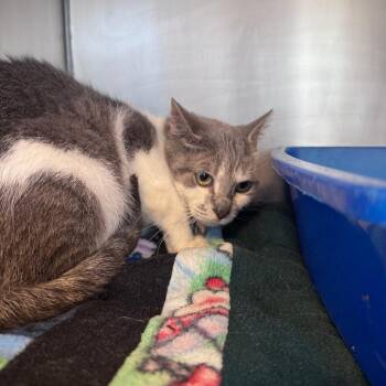 Violet Bridgerton -  Domestic Short Hair Cat for Adoption in South Haven, Michigan - Violet Bridgerton | PetCurious