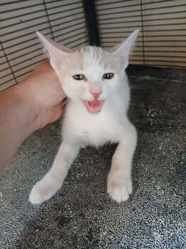 Rescue Domestic Short Hair Cats for Adoption in Thatcher, Arizona - Tidus | PetCurious