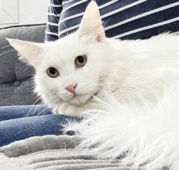 Turkish Angora and Ragdoll Cats Available for Adoption in Bedford Hills, New York - Sir Edmund Percival Hilary - Noble Name For A Gentle Soul!  VIDE | PetCurious
