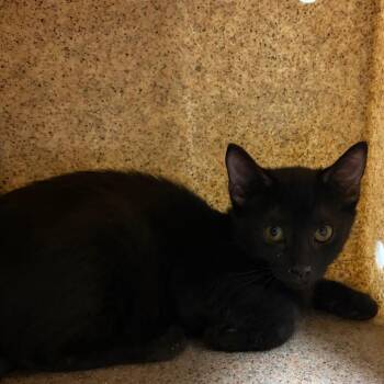 Pesto -  Domestic Short Hair Cat for Adoption in Reno, Nevada - Pesto | PetCurious