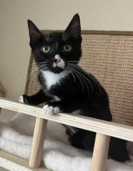 Domestic Short Hair Cats Available for Adoption in Phoenix, Arizona - Washington | PetCurious
