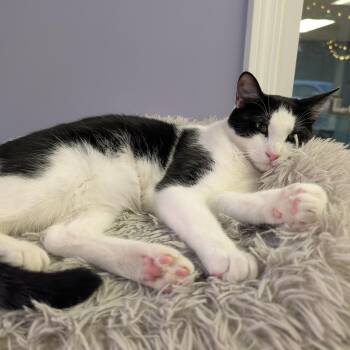 Ross -  Tuxedo Cat for Adoption in Bonaire, Georgia - Ross | PetCurious